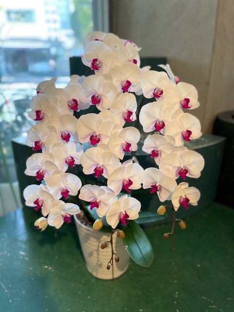 【24】　3本立・赤リップ