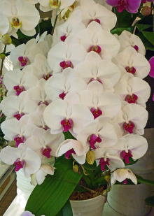 【30】　3本立・赤リップ