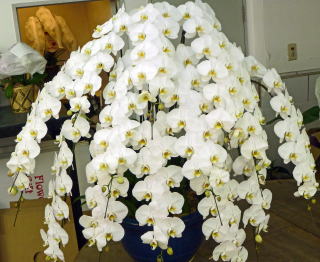 【303】　13本立・シロ