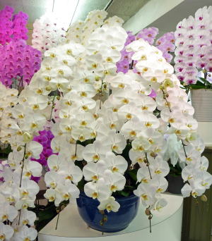 【304】　12本立・シロ