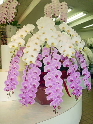 【305】　10本立・紅白