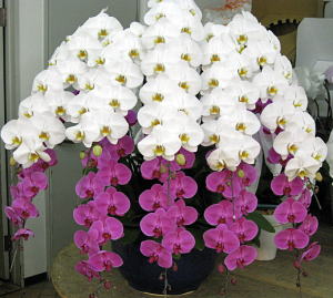 【306】　10本立・紅白