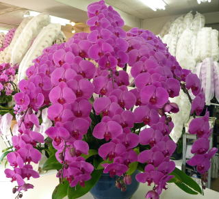 【307】　10本立・ピンク