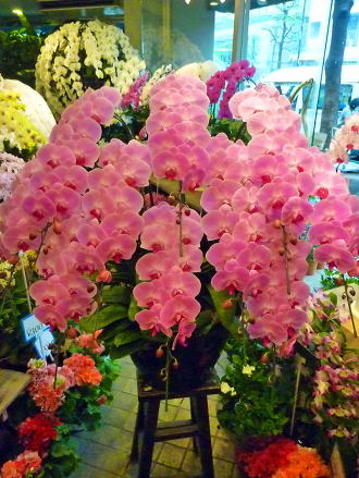 【308】　10本立・ピンク