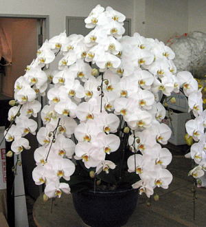 【309】　10本立・シロ