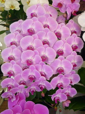 【31】　3本立・ピンク