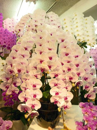 【310】　7本立・赤リップ