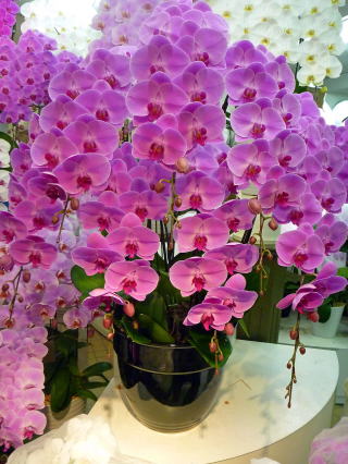 【311】　7本立・ピンク