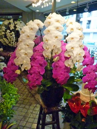 【313】　7本立・紅白