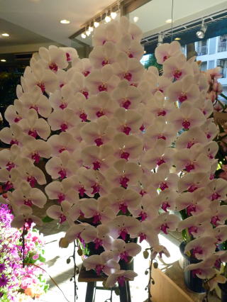 【314】　5本立・赤リップ