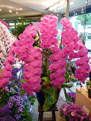 【315】　7本立・ピンク