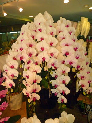 【316】　7本立・赤リップ