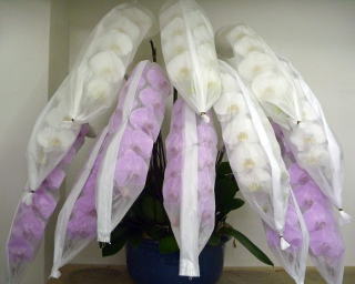 【321】　12本立・紅白