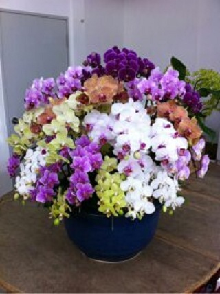 【322】　胡蝶蘭寄せ植え