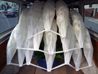 【328】　15本立・シロ