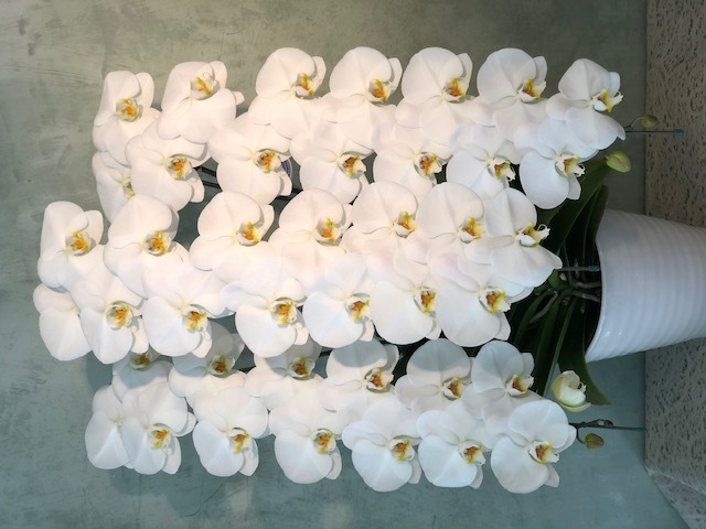 【40】　3本立・シロ