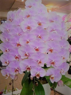 【42】　3本立・薄ピンク