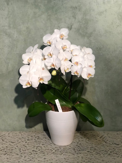 洋ラン等 一括譲渡 洋ラン等 一括譲渡 - メルカリ