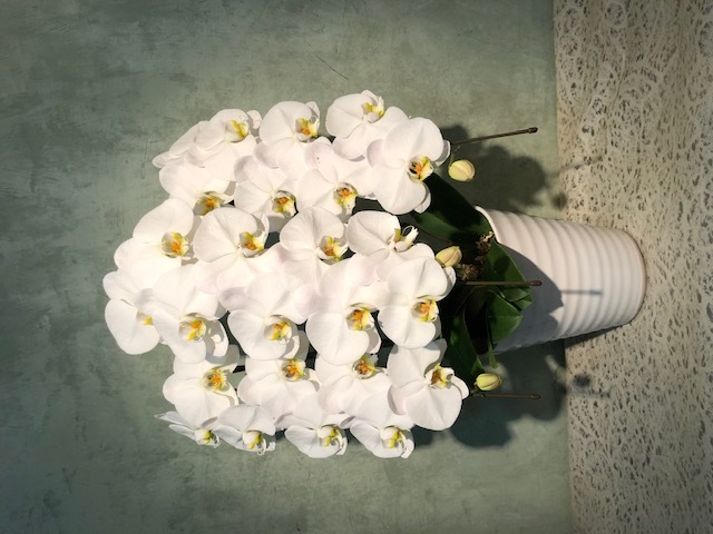 【34】　3本立・シロ