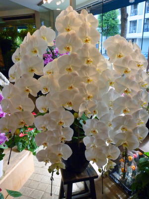 数限定❗️ブルー系胡蝶蘭❤️2種 f5d5ca64fd12170f699bcec071e4e5