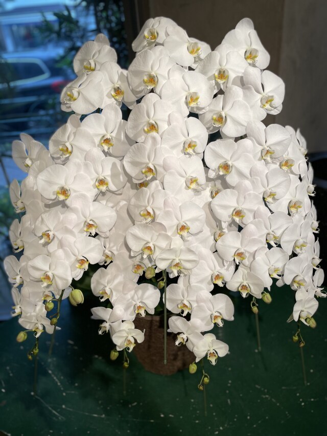 【1004】　7本立・シロ