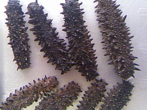 乾燥ナマコ　ダイカ