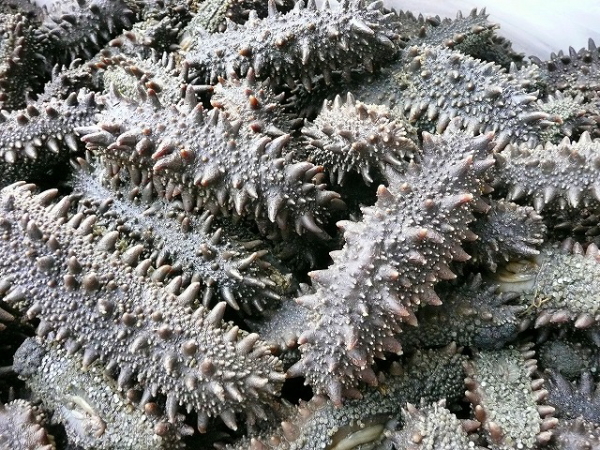 塩蔵なまこ(海鼠)1kg 北海道產塩蔵なまこ(海鼠)1kg 塩蔵ナマコ Aランク(小サイズ,各10g未満)1kg