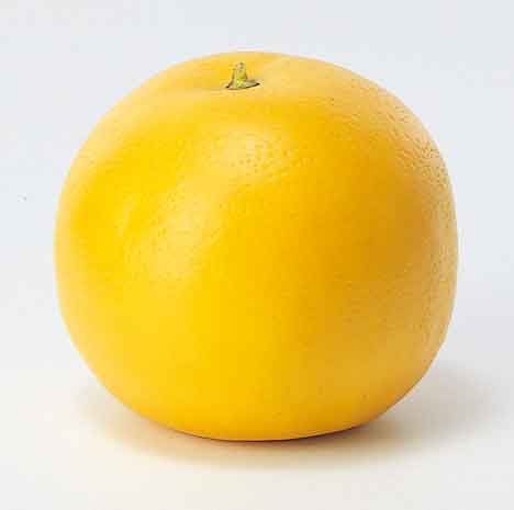 本物そっくり！果物単品（合成樹脂製）・グレープフルーツ