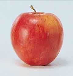 本物そっくり！果物単品（合成樹脂製）・りんご