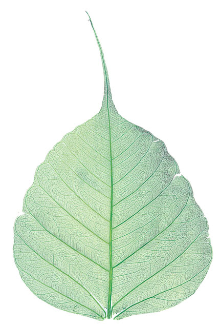 高級散華　菩提樹葉脈２００枚１箱（ミドリ）