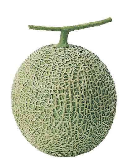 本物そっくり！果物単品（合成樹脂製）・メロン
