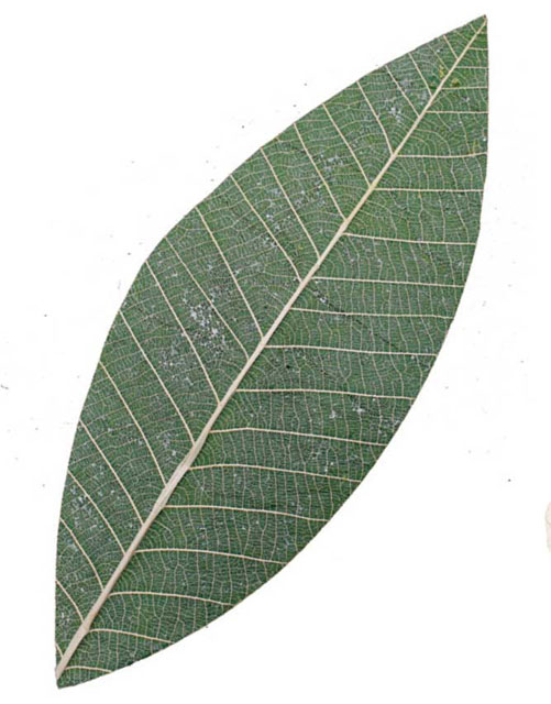 無憂樹の葉１００枚１箱