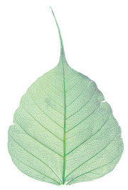 高級散華　菩提樹葉脈２００枚１箱（ミドリ）