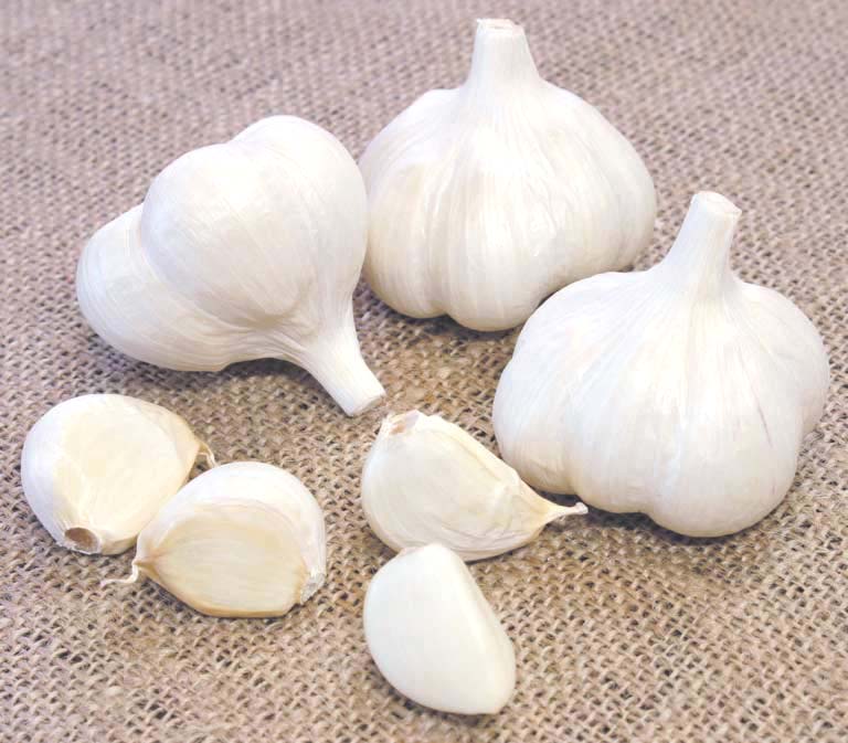 青森県田子町の無農薬・有機栽培福地ホワイトにんにく
