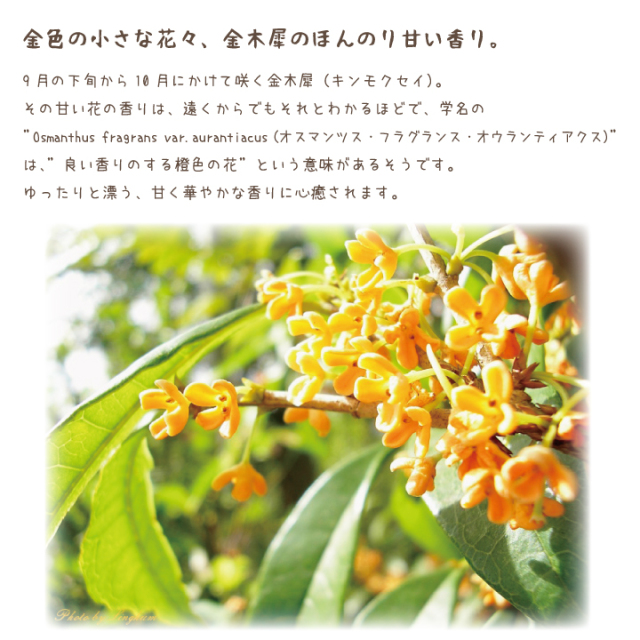 線香ろうそく