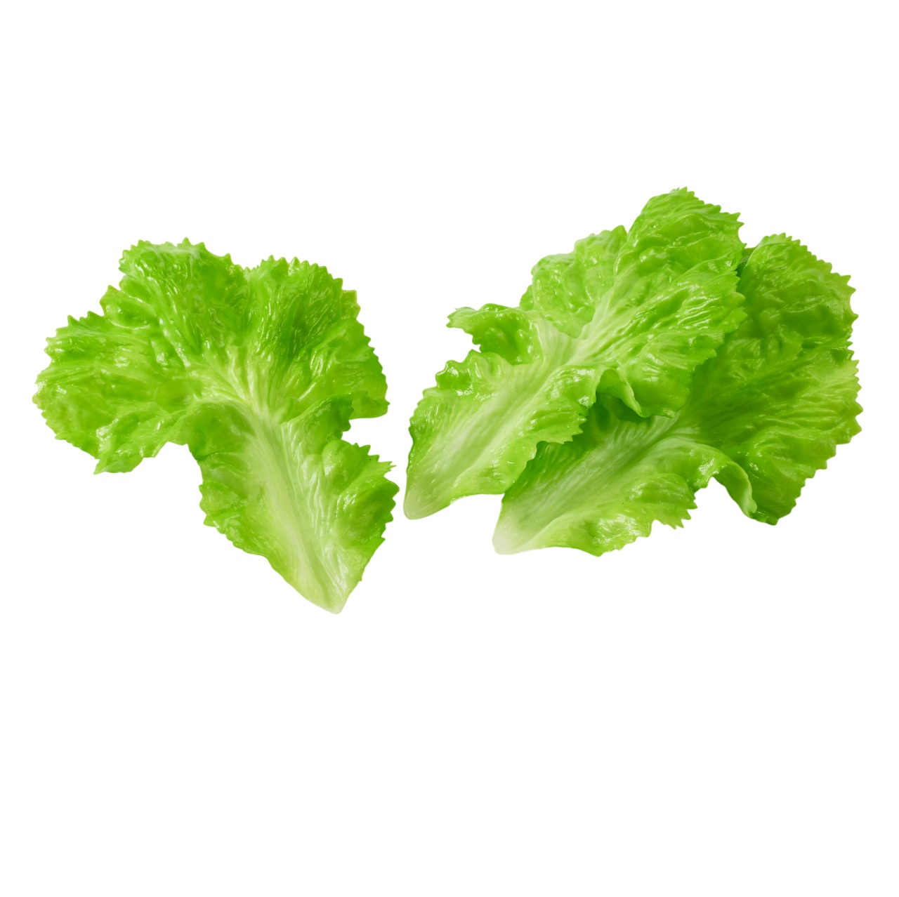 レタスリーフ 3枚入 F4134 食品サンプル フェイクフード ディスプレイ 野菜 レタス 葉物