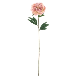 FLS5315ANCRPK