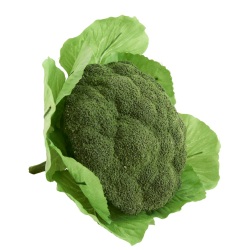 ブロッコリー ※食べられません T0278 食品サンプル フェイクフード ディスプレイ 野菜 ブロッコリ
