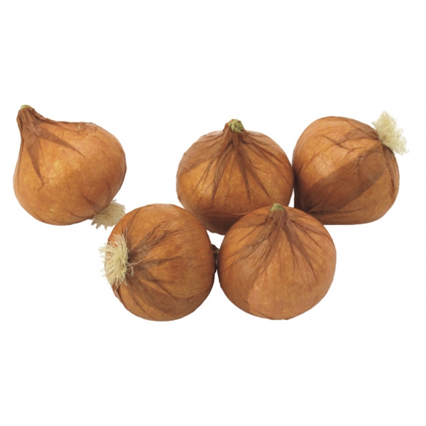 食品サンプル フェイクフード ディスプレイ 野菜 オニオン 玉ねぎ