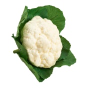 カリフラワー ※食べられません T0279 食品サンプル フェイクフード ディスプレイ 野菜 花椰菜