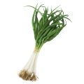 ネギ 6本束 ※食べられません FD3631 食品サンプル フェイクフード ディスプレイ 野菜 ねぎ 長ねぎ 葱