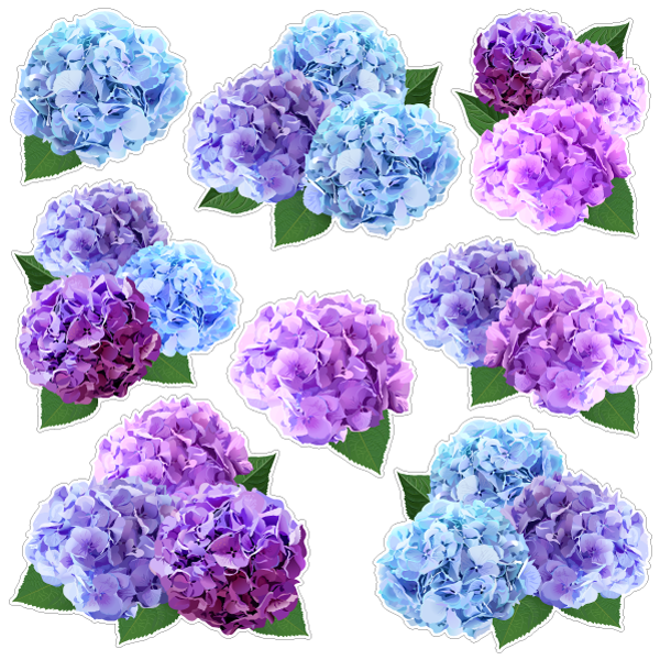 【壁】リアル紫陽花
