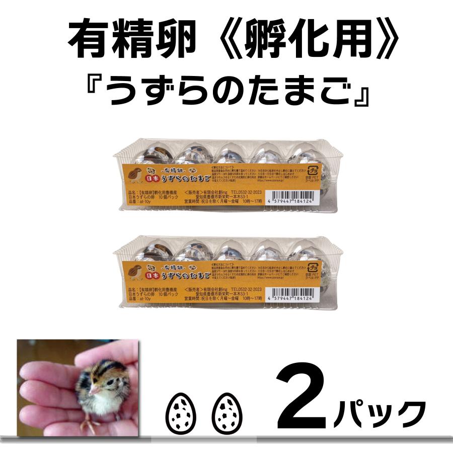 【有精卵】うずらのたまご うずらの卵 孵化用 10個入り 2パック / 豊橋名産 産地直送 新鮮