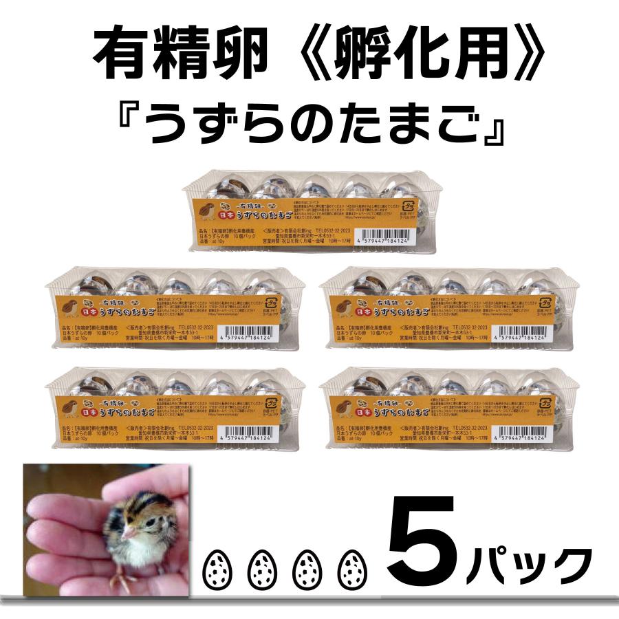 【有精卵】うずらのたまご うずらの卵 孵化用 10個入り 5パック / 豊橋名産 産地直送 新鮮