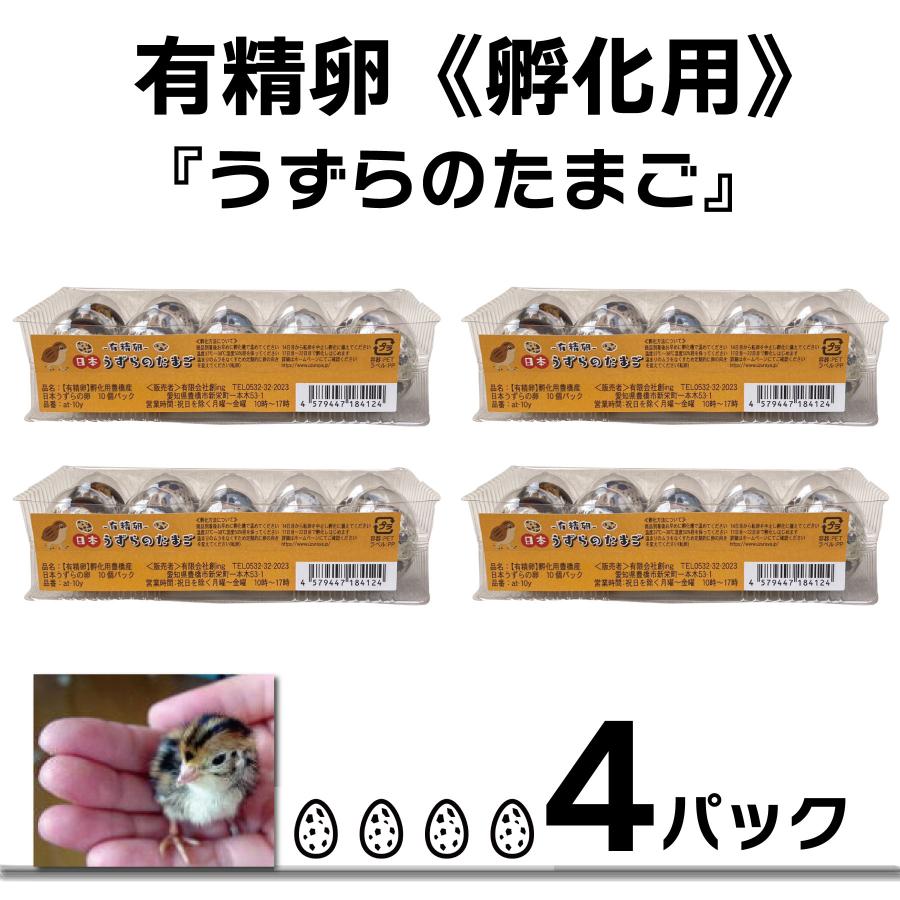 【有精卵】うずらのたまご うずらの卵 孵化用 10個入り 4パック / 豊橋名産 産地直送 新鮮