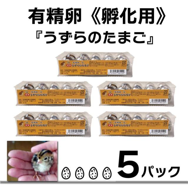 うずらの卵 有精卵】うずらのたまご うずらの卵 孵化用 10個入り 5パック