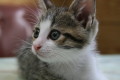 ろぼねこ