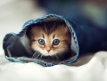 kitten