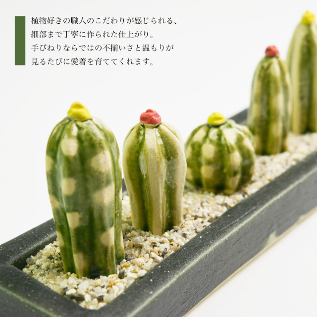 送料無料】 SERA SABOミニサボテンセット ロングプレート・砂付き