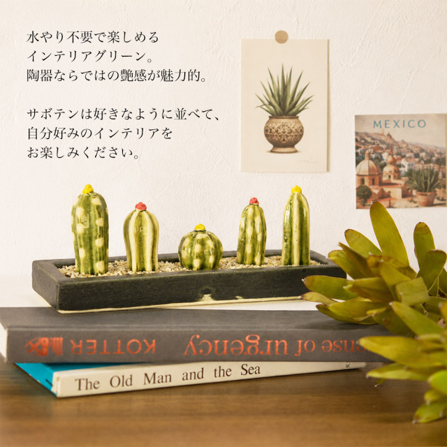 送料無料】 SERA SABOミニサボテンセット ロングプレート・砂付き
